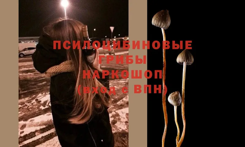 Псилоцибиновые грибы Psilocybe  Мыски 